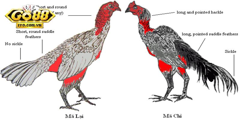 Chọn gà chọi bằng xem tướng