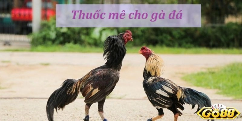 Thuốc mê cho gà đá