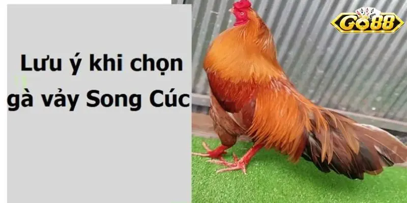 Lưu ý quan trọng khi chọn gà song cúc mà bạn cần biết